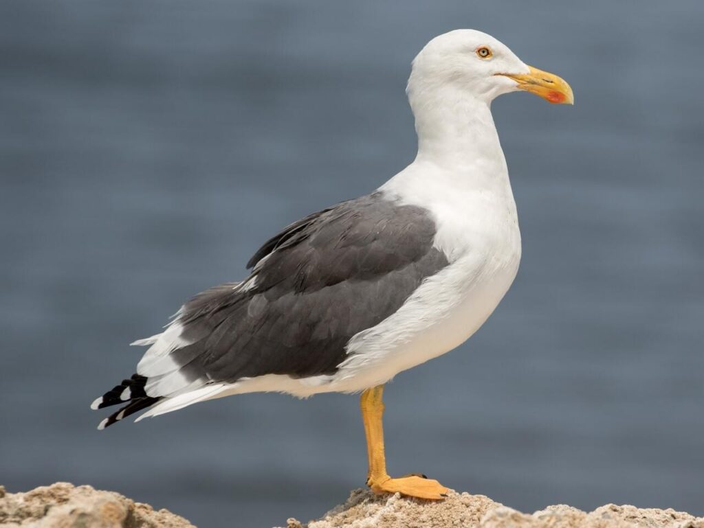 Adult Yellow-legged Gull standing beside the waters of the Bosphorus
