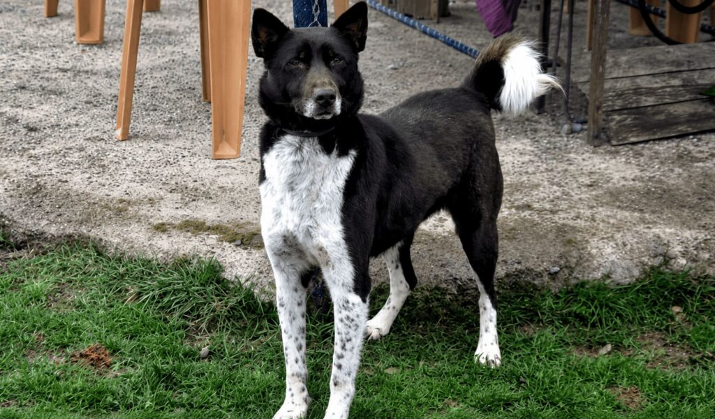 A Zerdava, a native dog breed from Türkiye's Black Sea region.