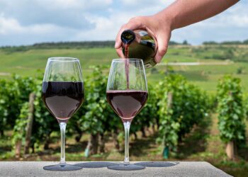 Turkey’s Top 5 Vineyard Routes: A Wine Lover’s Guide