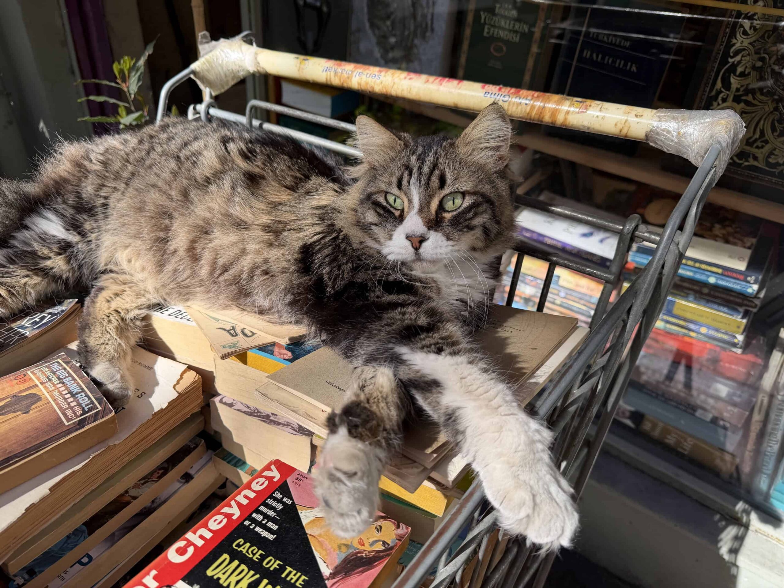 the cat is lying on the books